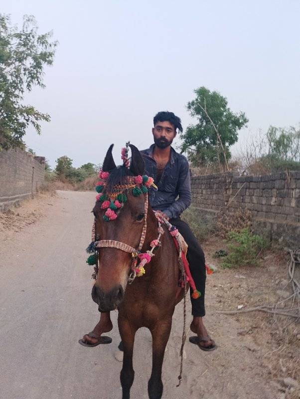 ઘોડી
