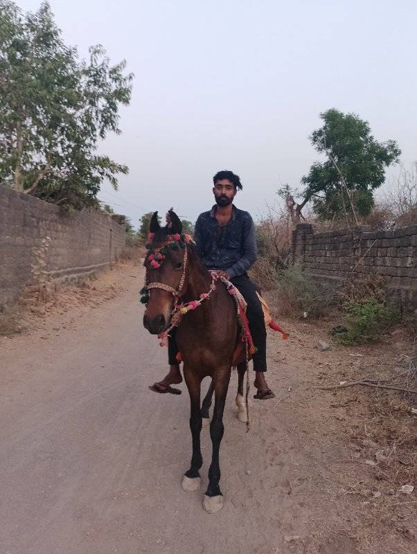 ઘોડી