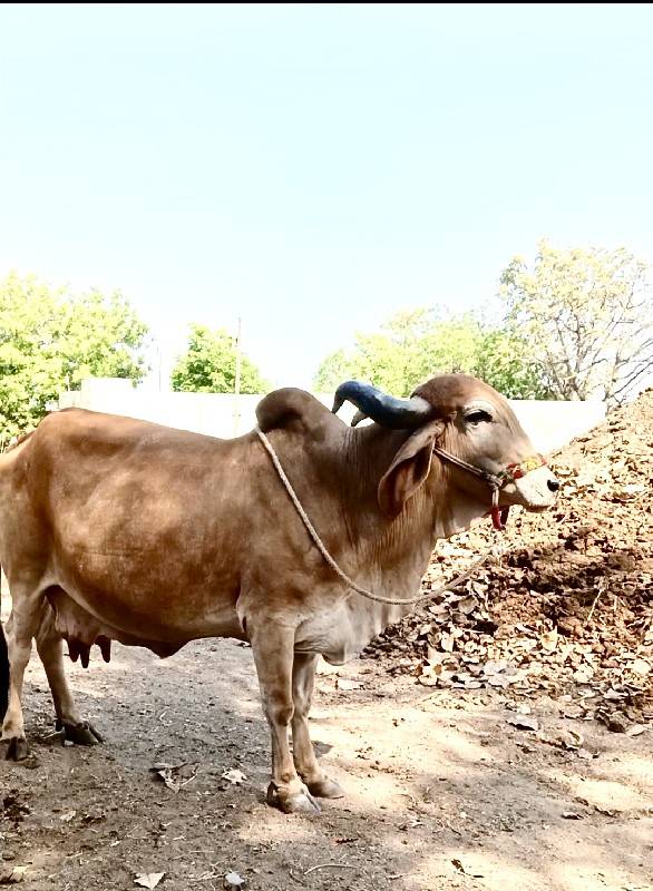 ગાય