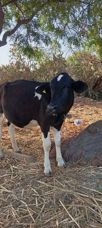 વશેરો નુકરો અથવા પંચકલીયાણ કેડો