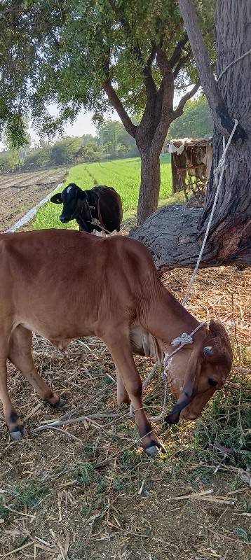 વશેરો નુકરો અથવા પંચકલીયાણ કેડો
