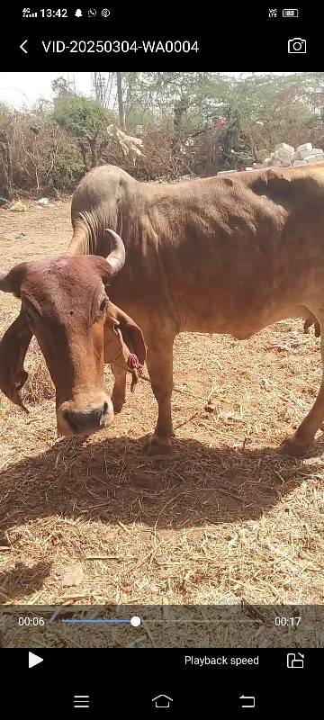 ઘોડો કે ઘોડી