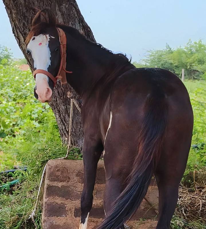 ઘોડો વેસવાનો છે