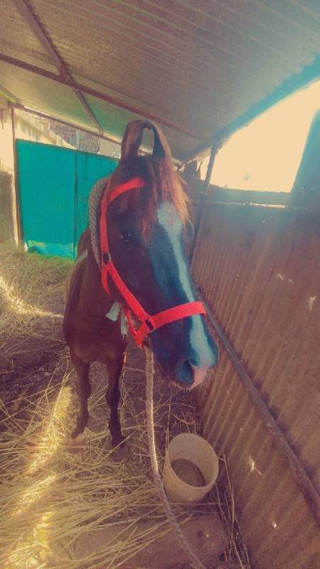 Ghodo