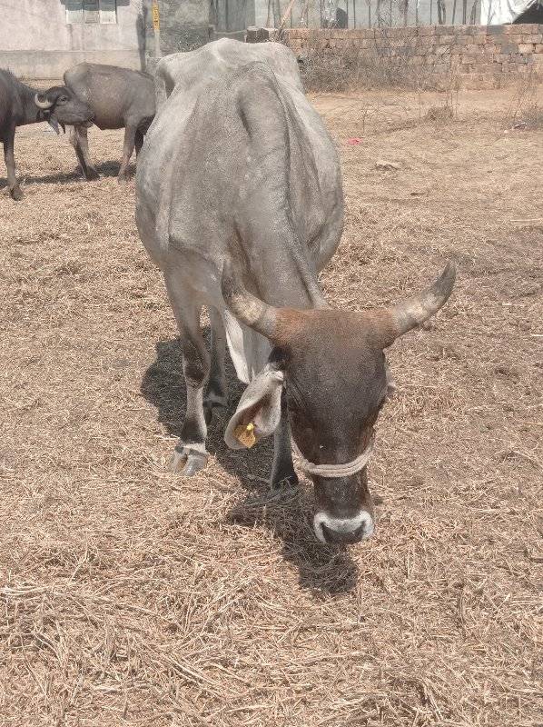 વેચવાની છે