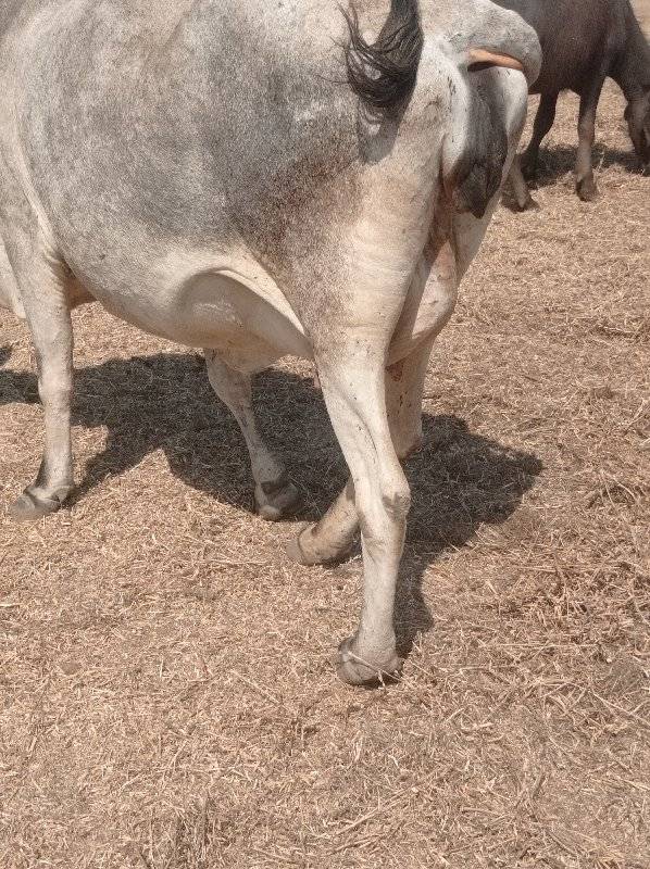વેચવાની છે