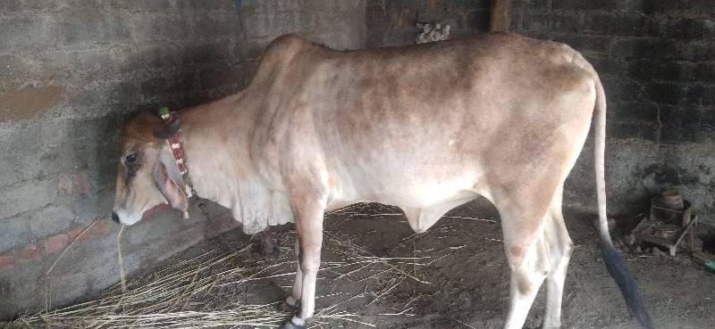 ગાય સાટે વશેરી લેવા ની છે