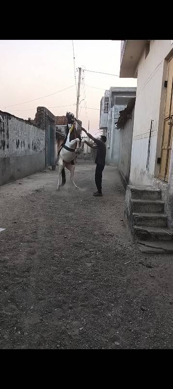 વસેરી વેસવાની સે સાટા કરસૂ