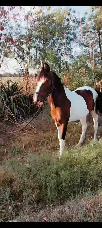 આ વસેરી વેસવાની સે સાટા કરવાના