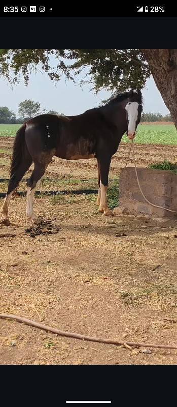 ઘોડો વેસવાનો છે તાતકાલિક