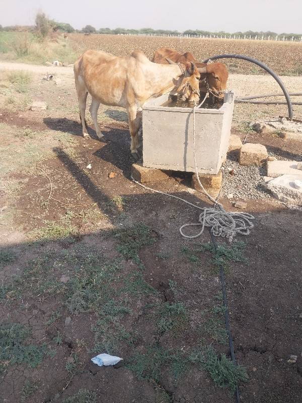 ગોઠલા વેચવાના સે