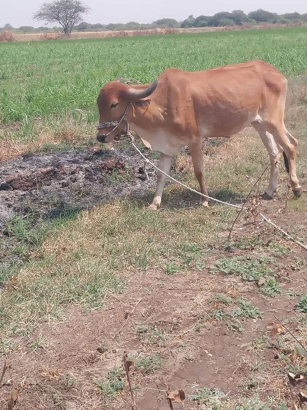 ગોઠલા વેચવાના સે