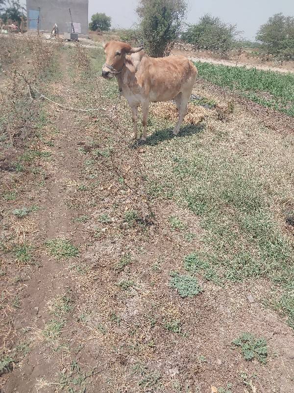 ગોઠલા વેચવાના સે