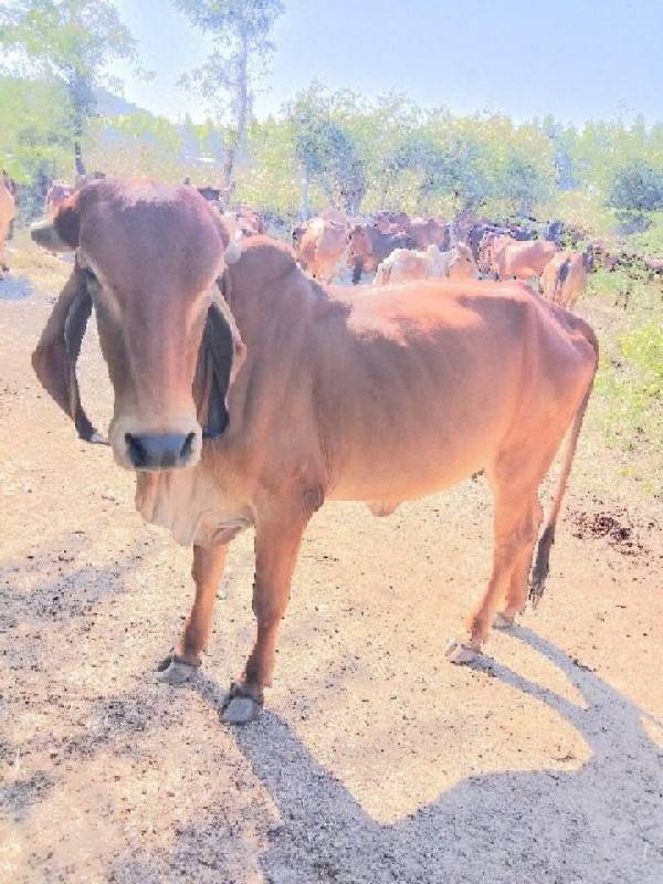 સાટા માં  ગમે તે ચાલે