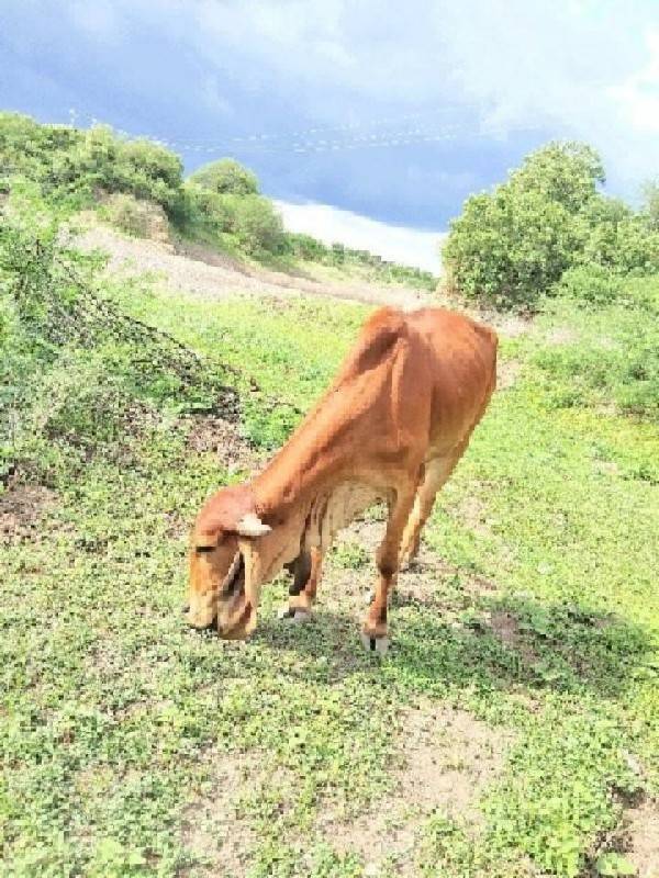 સાટા માં  ગમે તે ચાલે