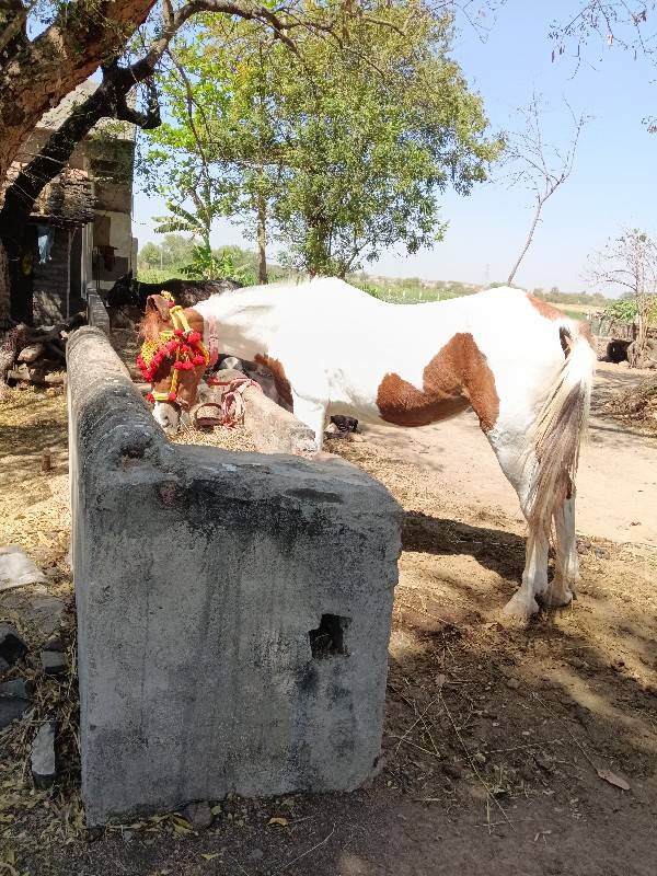 ઘોડી વેચવાની છે