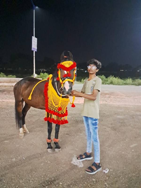 આ ઘોડી લેવાની છે