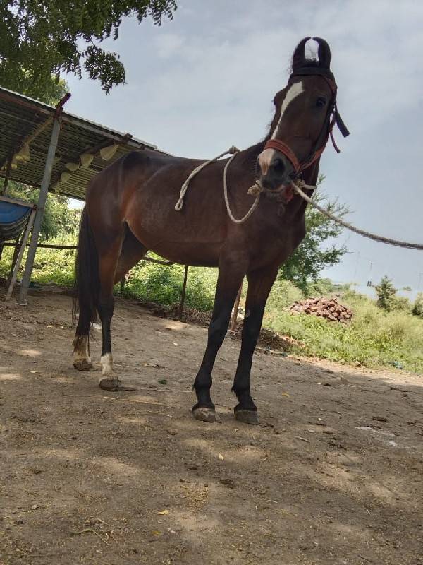 આ ઘોડી લેવાની છે