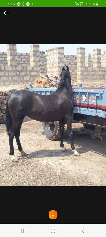 વછેરિ  આપવા ની છે