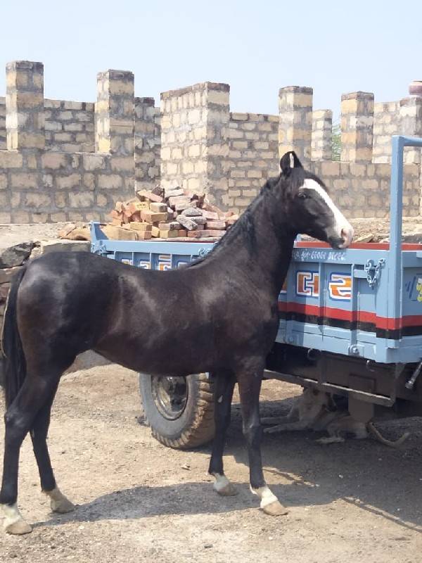 વછેરિ  આપવા ની છે