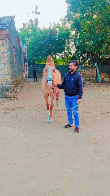 ઘોડી વેચવા ની છે