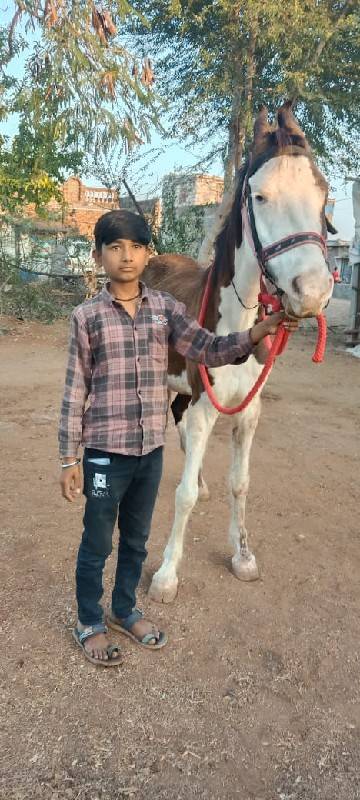 ghodi