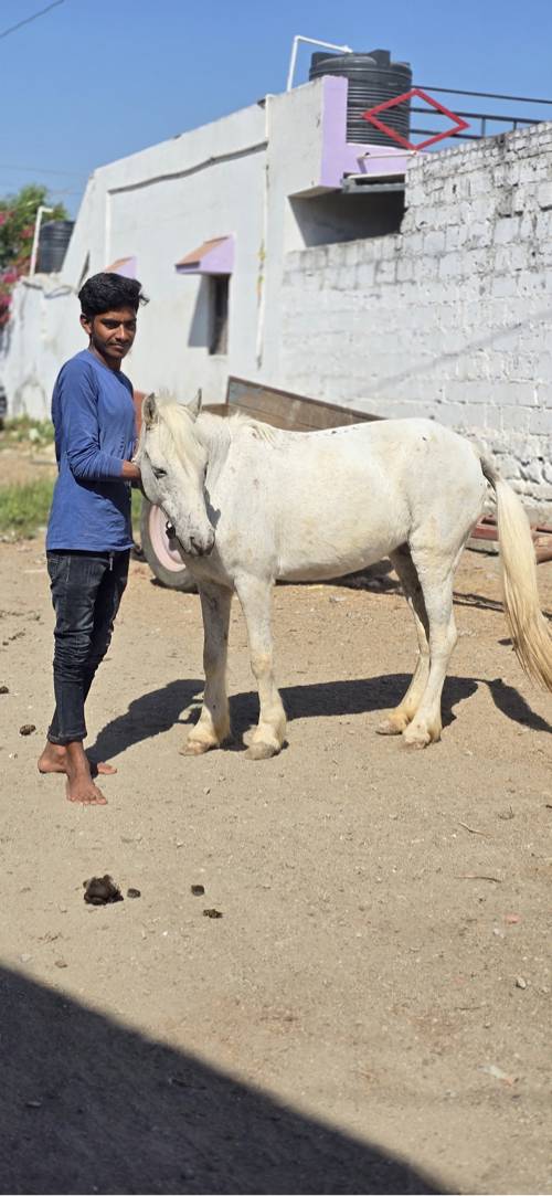 Ghodi vechvani che 5 varsh umar che