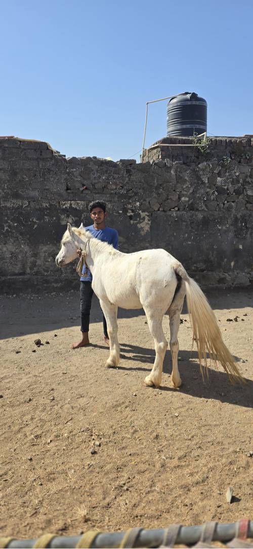 Ghodi vechvani che 5 varsh umar che