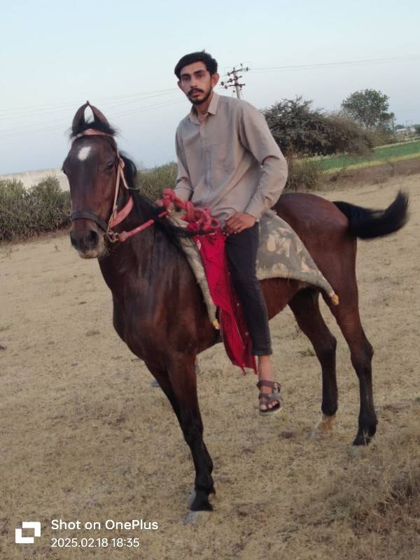 ઘોડી વેચવાની છે બાલ ભમરી ની ચોખી