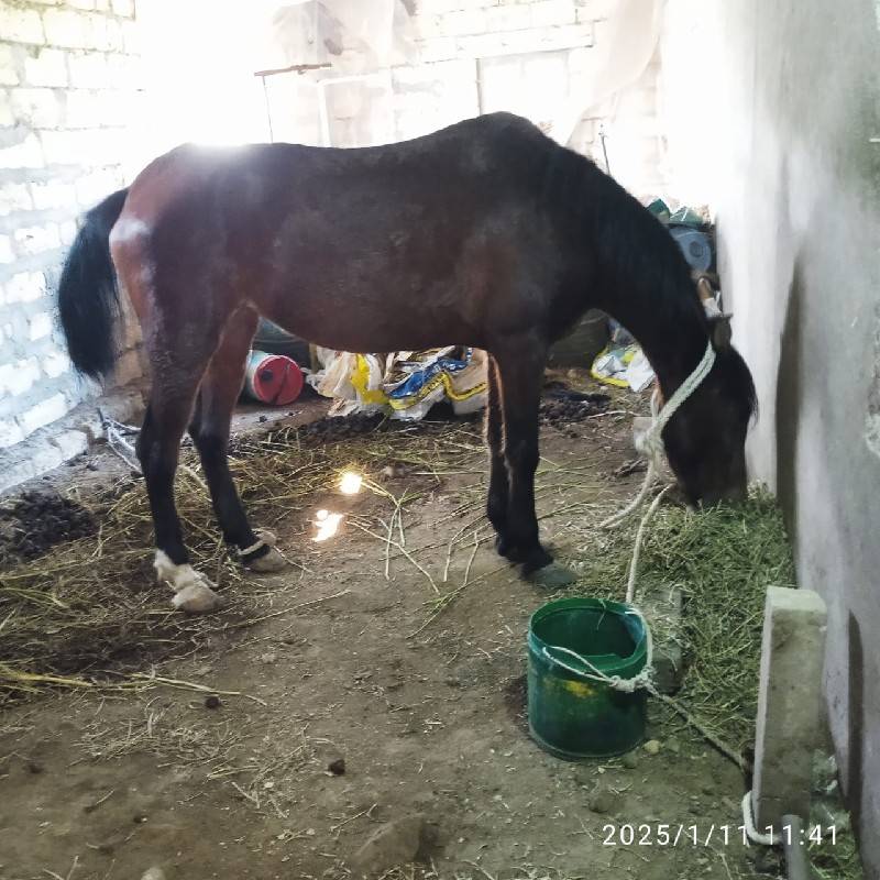 ઘોડી વેચવાની છે બાલ ભમરી ની ચોખી