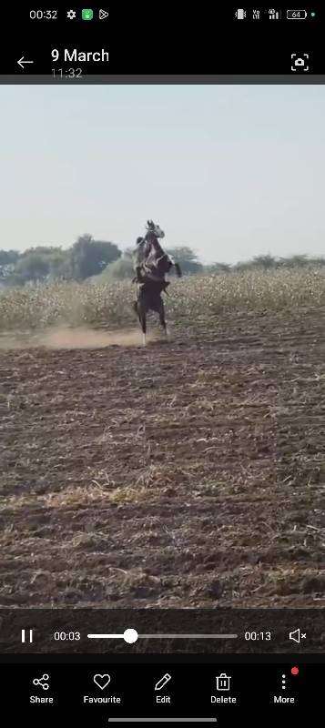 ઘોડી વેચવા ની છે