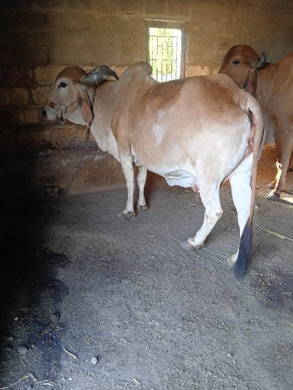 ગાય