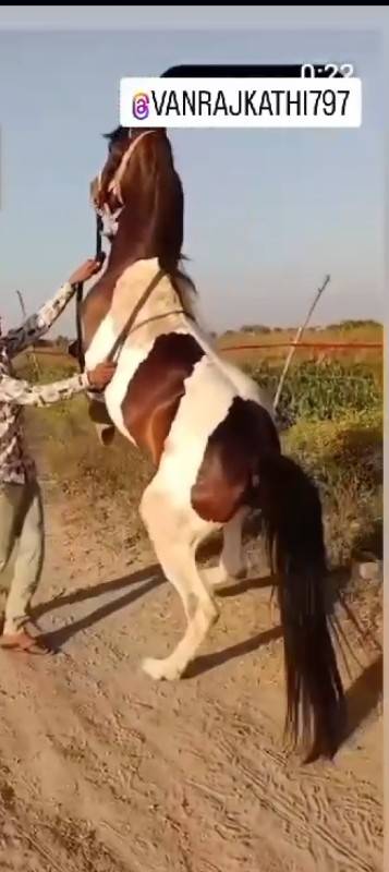 વસેરી વેસવાની સે સાટા પણ કરવાના