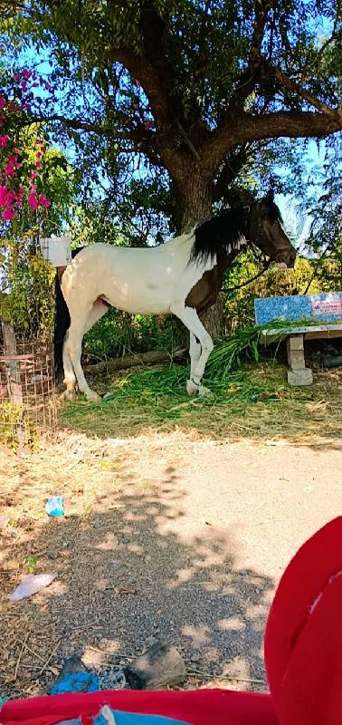 વસેરી વેસવાની સે સાટા પણ કરવાના