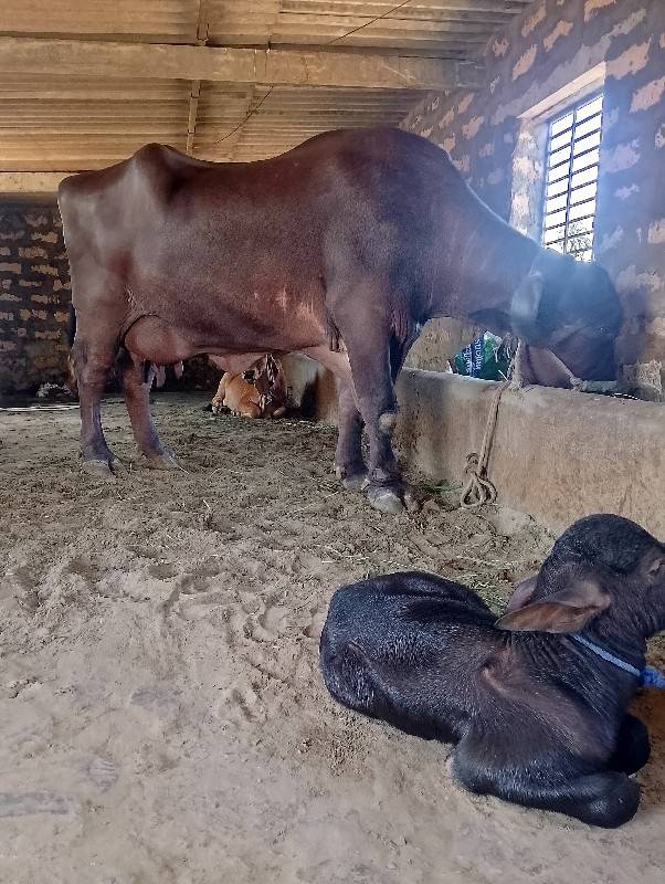 ઘોડી વેચવાની છે