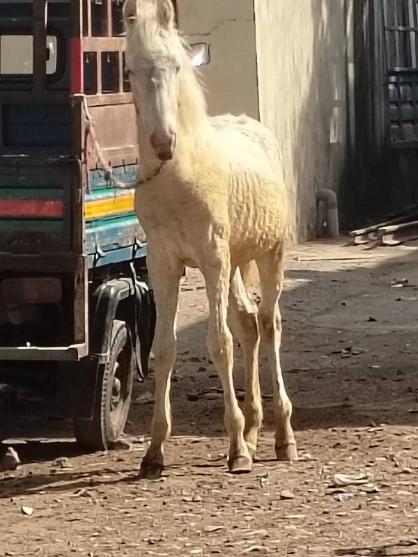 દોડો વછેરો સફેદ 9824583875