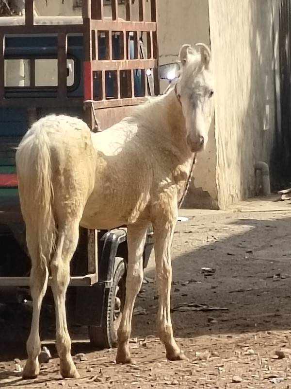 દોડો વછેરો સફેદ 9824583875