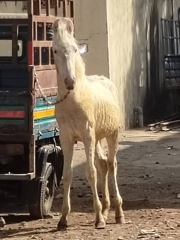 દોડો વછેરો સફેદ 9824583875
