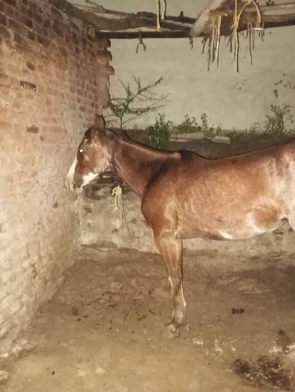 ઘોડી