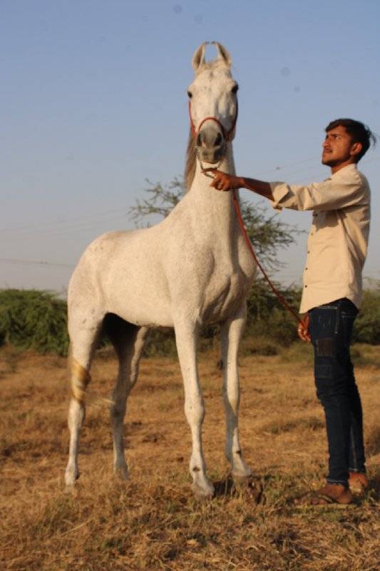 ઘોડી વેચવાની છે