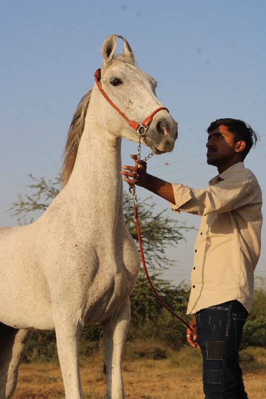 ઘોડી વેચવાની છે