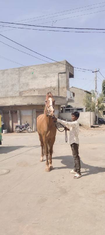 ધોડી
