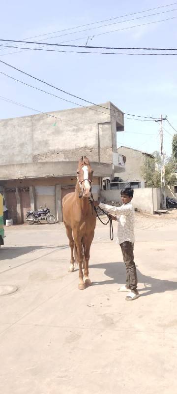 ધોડી