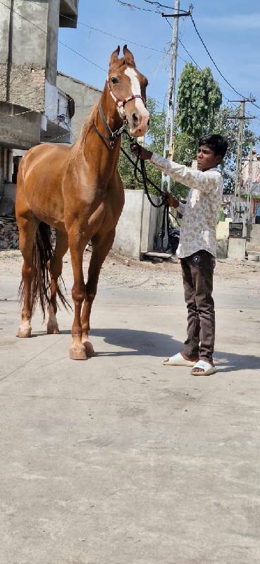 ધોડી