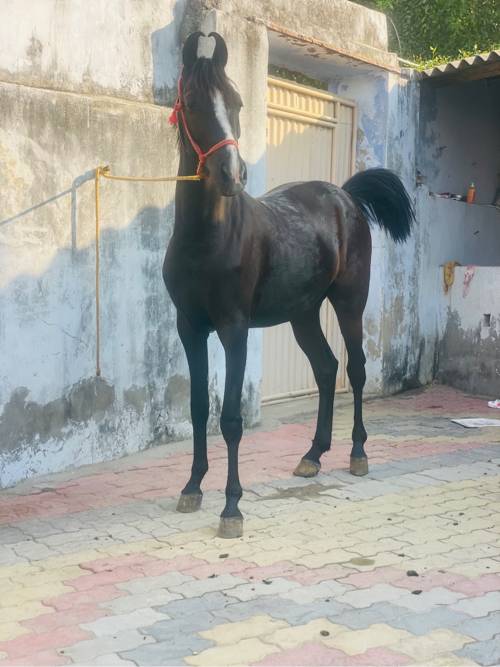 આ  વછેરી  વેચવા ની છે.
