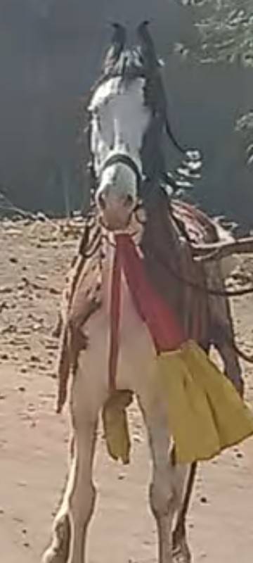 ghodi bavli