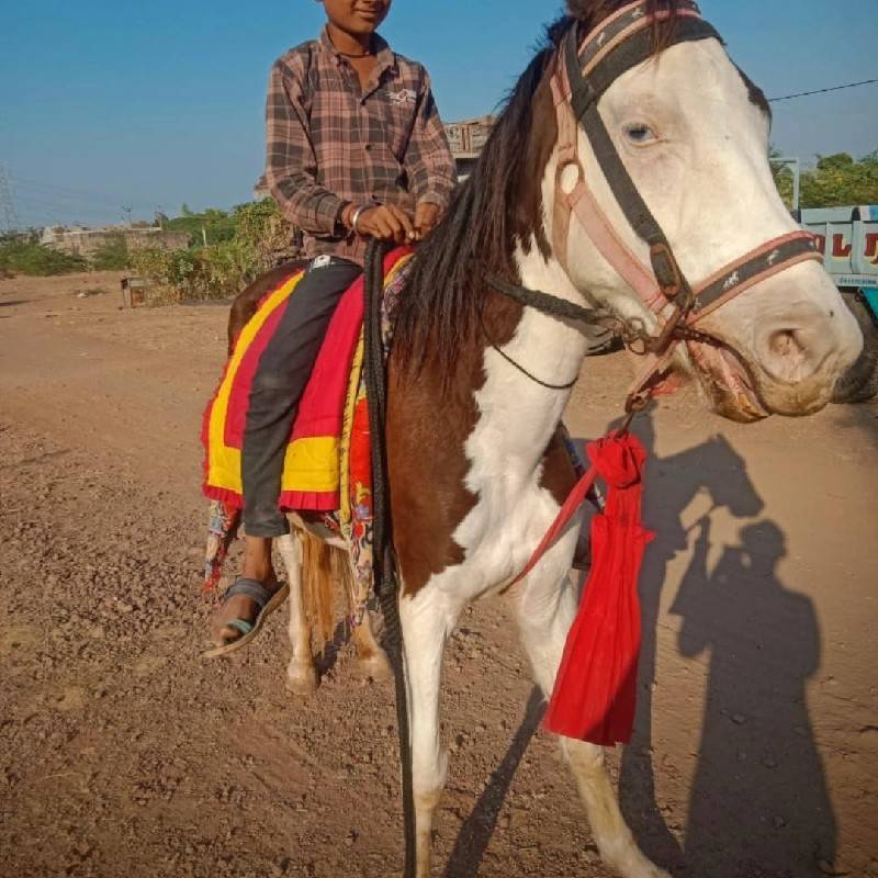 ghodi bavli