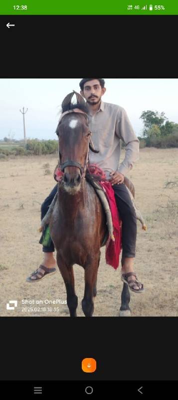 આ ઘોડી વેચવાની છે છાંટું પણ કરવાનું