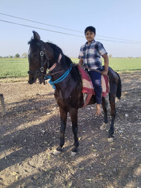 આ ઘોડી વેચવાની છે છાંટું પણ કરવાનું