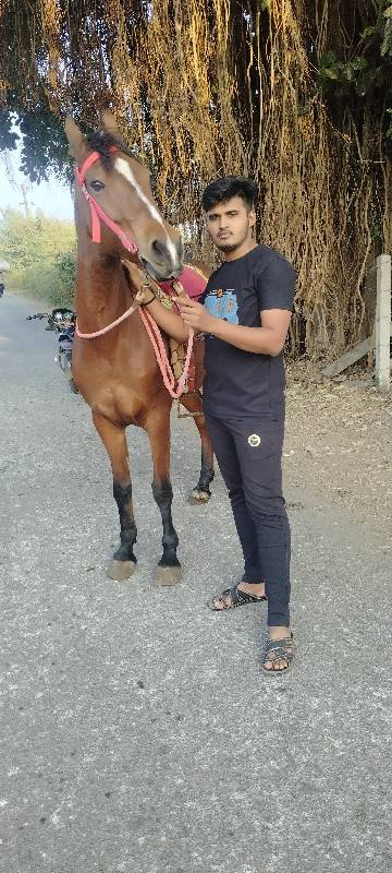 ghodi vech va nu che